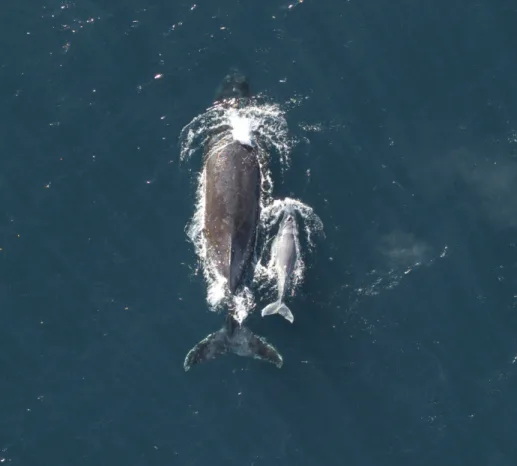 Whale Growth With Value